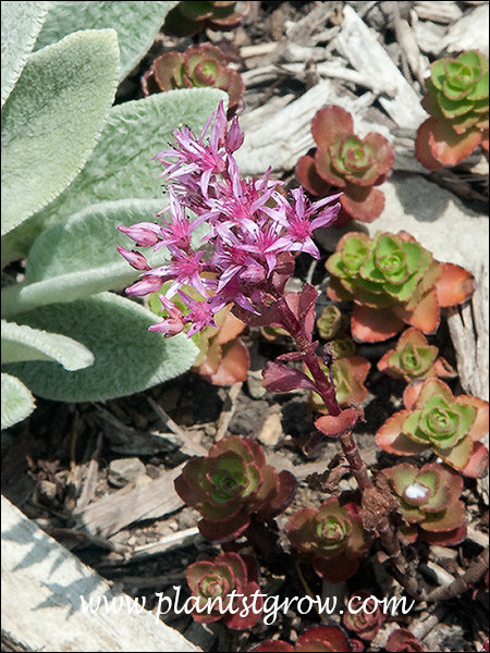 Fire G/ow Sedum (Phedimus spurium)